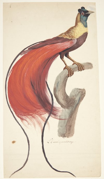 Uccello esotico da Johan Christian Ernst Walter