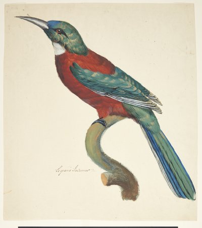 Uccello esotico da Johan Christian Ernst Walter