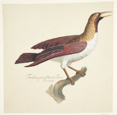 Uccello da Johan Christian Ernst Walter