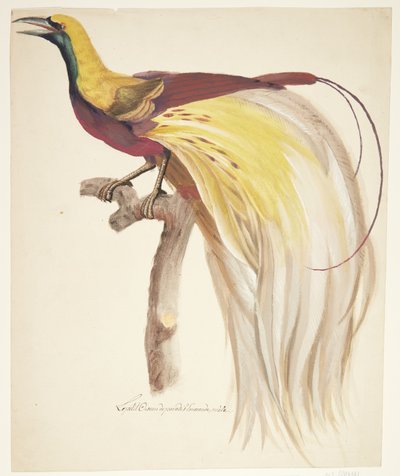 Grande uccello del paradiso da Johan Christian Ernst Walter