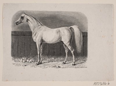 Un cavallo da Johan Frederik Rosenstand