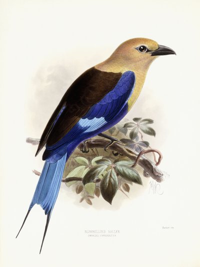 Roller dal ventre blu, 1893 da Johan Gerard Keulemans