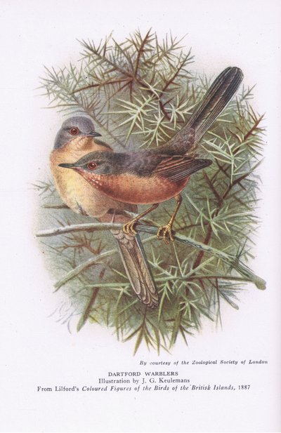 Beccafico di Dartford, Nature in Britain pubblicato da Collins, 1946 da Johan Gerard Keulemans