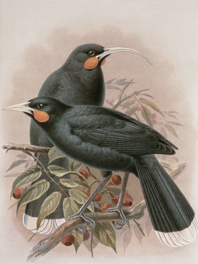 Huia, illustrazione da 