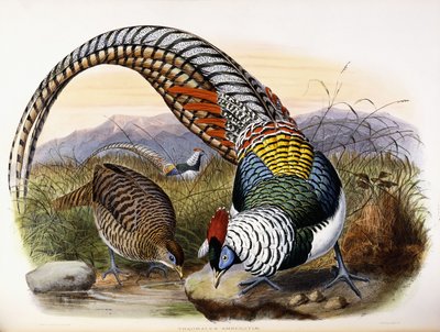 Thaumalea Amherstiae da Johan Gerard Keulemans