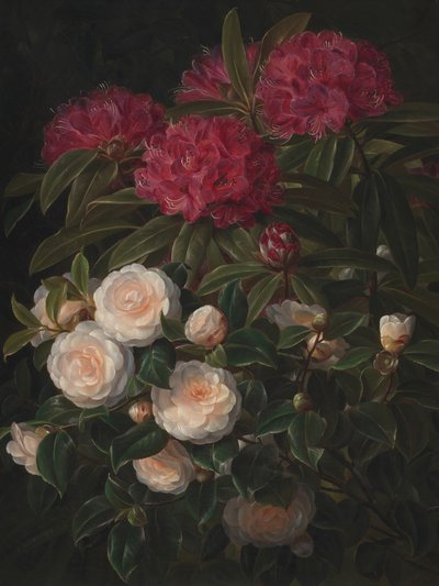 Camelie e rododendri di Johan Laurentz Jensen da Johan Laurentz Jensen