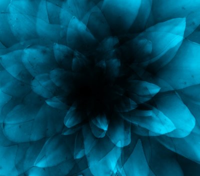 Fiore blu da Johan Lilja