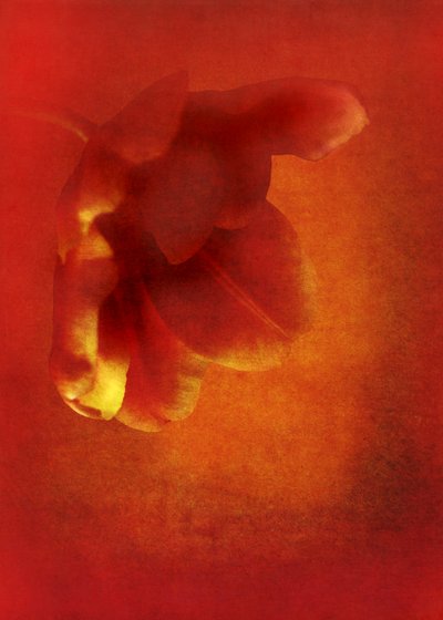 Fiore in rosso da Johan Lilja