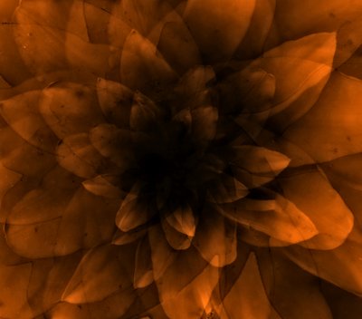 Fiore arancione da Johan Lilja