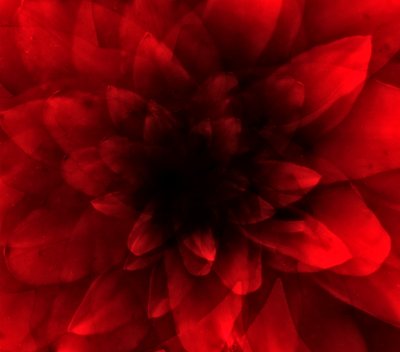 Fiore rosso da Johan Lilja
