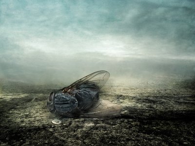 Mosca, 2013 da Johan Lilja