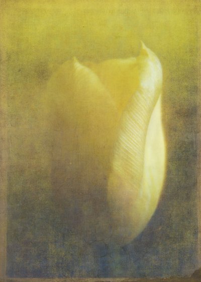 Tulipano da Johan Lilja