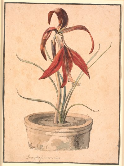 Amaryllis in fiore da Johan Thomas Lundbye