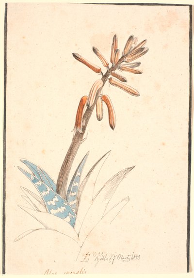 Aloe in fiore da Johan Thomas Lundbye