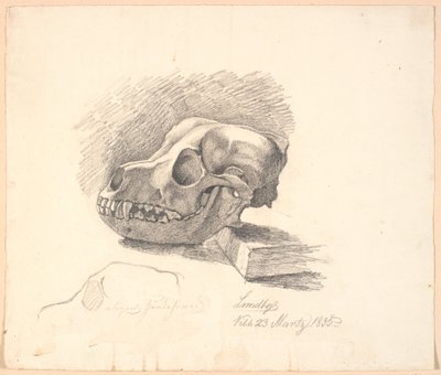 Cranio di cane. Sotto, studio incompleto dello stesso soggetto da Johan Thomas Lundbye