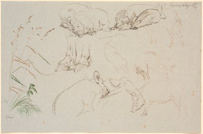 Foglio di studio da Vognserup. Vari studi di maiali. Uno studio di un paio di zoccoli di cavallo. Uno studio di una testa di cane e uno studio di erba da Johan Thomas Lundbye