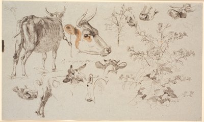 Foglio di studio da Vognserup. A sinistra una mucca in piedi vista da dietro, vari studi di dettagli di teste di mucca, e a destra una pianta di acetosa e al centro un cardo da Johan Thomas Lundbye