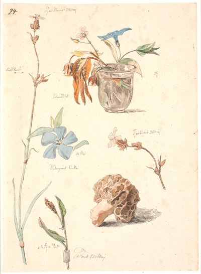 Foglio di studio con fiori e piante da Johan Thomas Lundbye