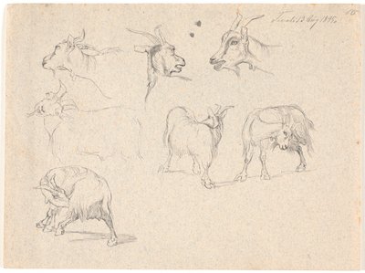 Studi di capre da Johan Thomas Lundbye