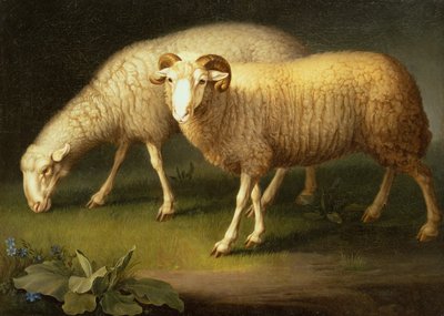 Un ariete e pecore da Johan Wenzel Peter