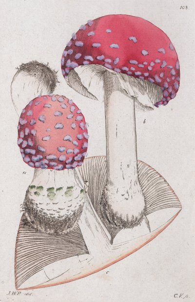 Amanita muscaria, 1804-1811 da Johan Wilhelm Palmstruch