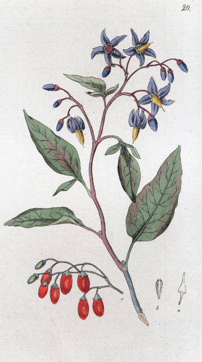 Amara Dulcamara da Johan Wilhelm Palmstruch
