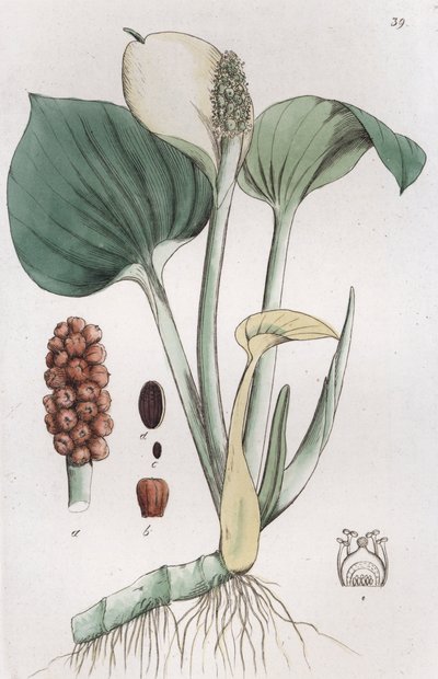 Calla palustris da Johan Wilhelm Palmstruch