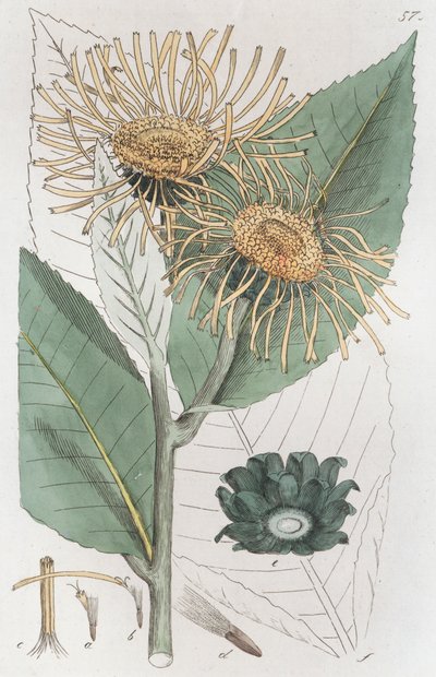 Enula campana Inula helenium, 1804-1811 da Johan Wilhelm Palmstruch