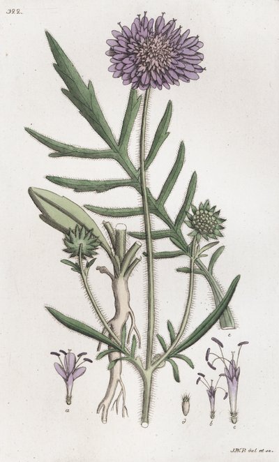 Scabiosa arvensis da Johan Wilhelm Palmstruch