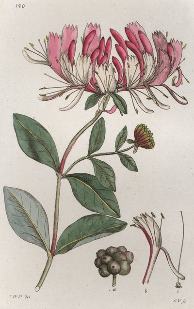 Caprifoglio Lonicera periclymenum da Johan Wilhelm Palmstruch