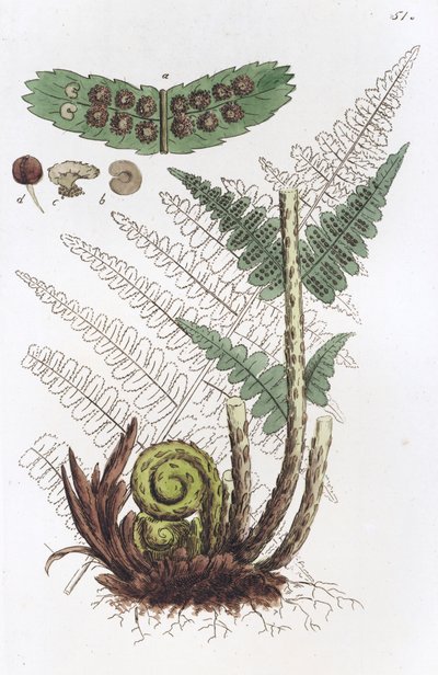 Felce Maschio Dryopteris filix-mas, 1804-1811 da Johan Wilhelm Palmstruch