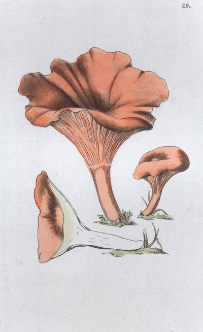 Merulius cantharellus da Johan Wilhelm Palmstruch