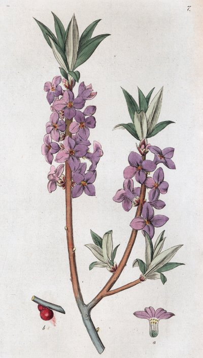 Mezereon Daphne mezereum da Johan Wilhelm Palmstruch