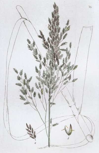Poa acquatica, 1804-1811 da Johan Wilhelm Palmstruch