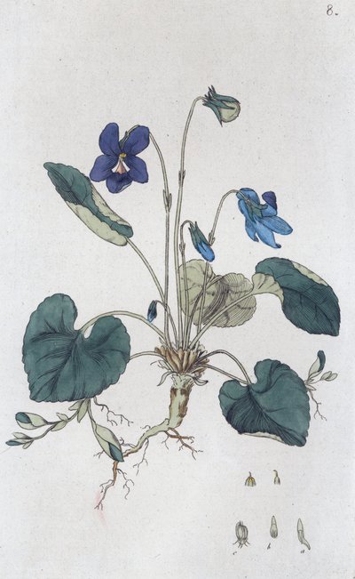 Viola odorata da Johan Wilhelm Palmstruch