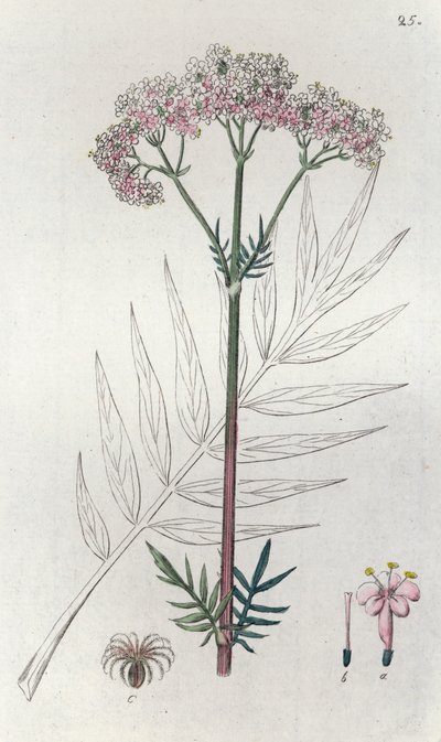 Valeriana Valeriana officinalis da Johan Wilhelm Palmstruch