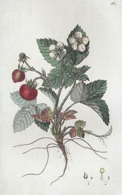 Fragola selvatica Fragaria vesca da Johan Wilhelm Palmstruch