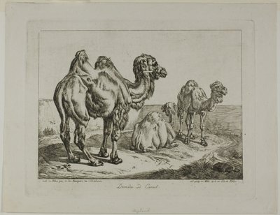 Dromedario e cammello da Johann Adam Klein