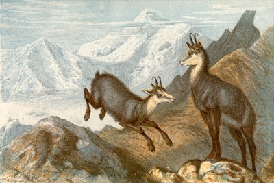 Il camoscio - 