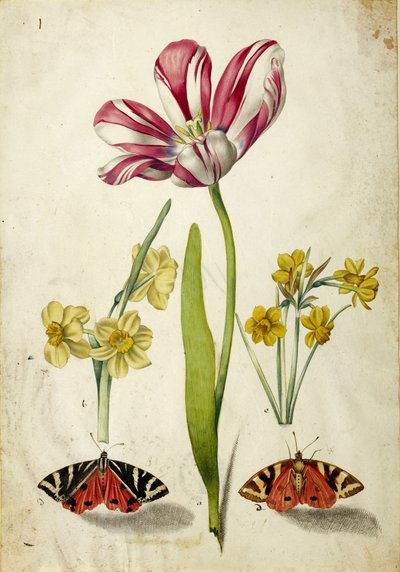 Tulipano, narciso e farfalle, c. 1660 da Johann Bartholomäus Braun