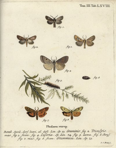 Falena delle corna, Lygephila lusoria e piede piumato da Johann Carl Bock