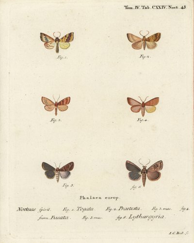 Falena gialla barrata, Tileacea aurago 1-4, e falena d