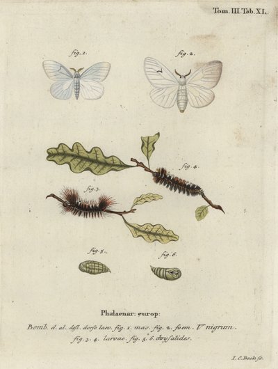 Falena V nera, Arctornis l-nigrum da Johann Carl Bock