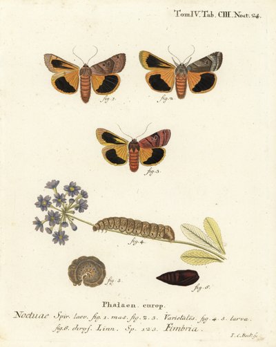 Falena gialla a bordi larghi, Noctua fimbriata. Incisione a mano colorata su rame di Johann Carl Bock dopo Die Schmetterlinge in Abbildungen nach der Natur di Eugenius Johann Christoph Esper, Erlangen da Johann Carl Bock