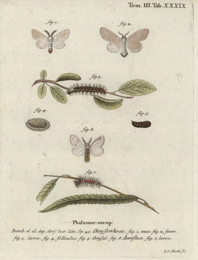 Falena coda marrone, Euproctis chrysorrhoea da Johann Carl Bock