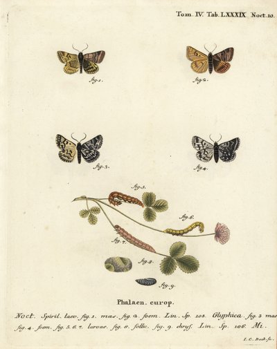 Falena compagna del burnet, Euclidia glyphica 1,2, e la falena Mother Shipton, Euclidia mi, 3-9. Incisione a mano colorata su rame di Johann Carl Bock da Johann Carl Bock