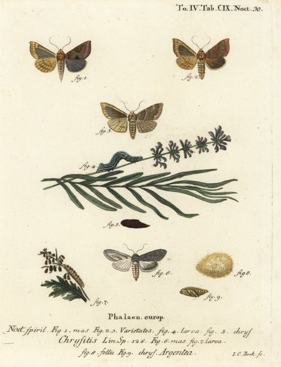 Falena ottone lucido, Diachrysia chrysitis 1-5, e squalo verde argentato, Cucullia argentea 6-9. Incisione su rame colorata a mano di Johann Carl Bock dopo Die Schmetterlinge in Abbildungen nach der Natur di Eugenius Johann Christoph Esper, Erlangen da Johann Carl Bock