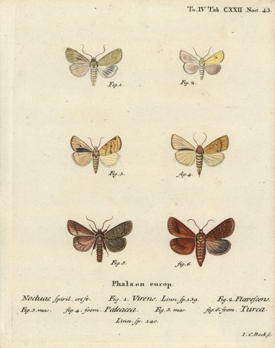 Burren verde, Calamia tridens, salice, Xanthia icteritia, salice a strisce angolari, Enargia paleacea, e doppia linea, Mythimna turca. Incisione a mano colorata su rame di Johann Carl Bock dopo Die Schmetterlinge di Eugenius Johann Christoph Esper da Johann Carl Bock