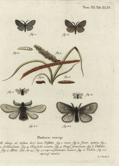 Canephora hirsuta, Ocneria detrita e Epichnopterix plumella da Johann Carl Bock