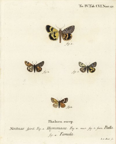 Catocala hymenaea, Amerila puella, e falene Isturgia famula. Incisione a mano colorata su rame di Johann Carl Bock dopo Die Schmetterlinge in Abbildungen nach der Natur di Eugenius Johann Christoph Esper, Erlangen da Johann Carl Bock